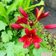 さくら お待ちしております 大塚 虹いろ回春