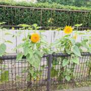 ヒメ日記 2026/07/13 14:28 投稿 さくら 大塚 虹いろ回春