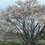 ヒメ日記 2026/03/20 10:25 投稿 ましろ 逢って30秒で即尺