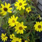 ヒメ日記 2025/01/05 14:21 投稿 あつこ ギン妻パラダイス 堺東店