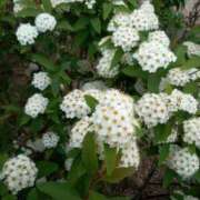 ヒメ日記 2025/04/27 14:16 投稿 あつこ ギン妻パラダイス 堺東店