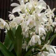 ヒメ日記 2025/04/28 15:06 投稿 あつこ ギン妻パラダイス 堺東店