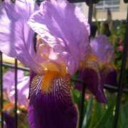 ヒメ日記 2025/04/29 10:43 投稿 あつこ ギン妻パラダイス 堺東店