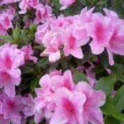 ヒメ日記 2025/04/30 09:25 投稿 あつこ ギン妻パラダイス 堺東店