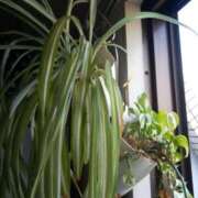 ヒメ日記 2025/04/30 15:28 投稿 あつこ ギン妻パラダイス 堺東店