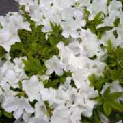 ヒメ日記 2025/05/02 13:55 投稿 あつこ ギン妻パラダイス 堺東店