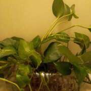 ヒメ日記 2025/05/04 15:05 投稿 あつこ ギン妻パラダイス 堺東店