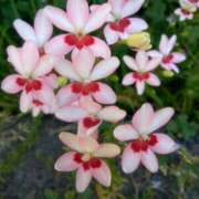 ヒメ日記 2025/05/12 11:56 投稿 あつこ ギン妻パラダイス 堺東店