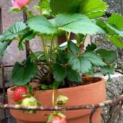 ヒメ日記 2025/05/26 15:59 投稿 あつこ ギン妻パラダイス 堺東店