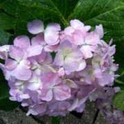 ヒメ日記 2025/06/03 14:13 投稿 あつこ ギン妻パラダイス 堺東店