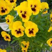 ヒメ日記 2025/06/05 14:16 投稿 あつこ ギン妻パラダイス 堺東店