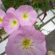 ヒメ日記 2025/06/11 13:30 投稿 あつこ ギン妻パラダイス 堺東店