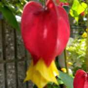 ヒメ日記 2025/06/15 14:27 投稿 あつこ ギン妻パラダイス 堺東店