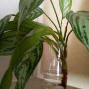 ヒメ日記 2025/06/19 13:54 投稿 あつこ ギン妻パラダイス 堺東店