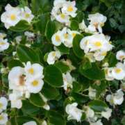 ヒメ日記 2025/07/02 15:24 投稿 あつこ ギン妻パラダイス 堺東店