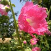 ヒメ日記 2025/07/04 12:11 投稿 あつこ ギン妻パラダイス 堺東店