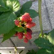 ヒメ日記 2025/07/10 13:58 投稿 あつこ ギン妻パラダイス 堺東店