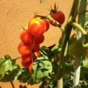 ヒメ日記 2025/07/20 14:51 投稿 あつこ ギン妻パラダイス 堺東店