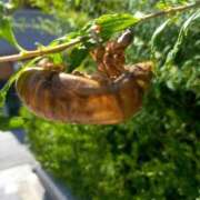 ヒメ日記 2025/07/25 13:49 投稿 あつこ ギン妻パラダイス 堺東店