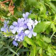 ヒメ日記 2025/08/12 14:33 投稿 あつこ ギン妻パラダイス 堺東店