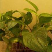 ヒメ日記 2025/08/12 14:41 投稿 あつこ ギン妻パラダイス 堺東店