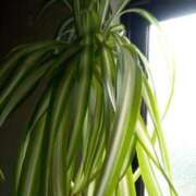 ヒメ日記 2025/08/13 09:19 投稿 あつこ ギン妻パラダイス 堺東店