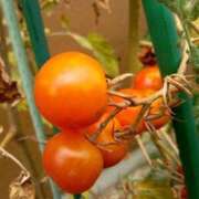 ヒメ日記 2025/08/13 14:39 投稿 あつこ ギン妻パラダイス 堺東店