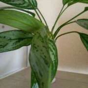 ヒメ日記 2025/08/14 09:44 投稿 あつこ ギン妻パラダイス 堺東店