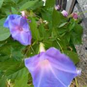 ヒメ日記 2025/08/17 17:40 投稿 あつこ ギン妻パラダイス 堺東店