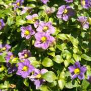 ヒメ日記 2025/08/17 19:01 投稿 あつこ ギン妻パラダイス 堺東店