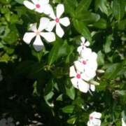 ヒメ日記 2025/08/17 21:01 投稿 あつこ ギン妻パラダイス 堺東店