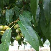 ヒメ日記 2025/10/04 14:38 投稿 あつこ ギン妻パラダイス 堺東店