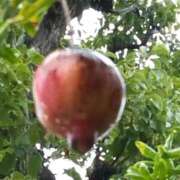 ヒメ日記 2025/10/31 15:17 投稿 あつこ ギン妻パラダイス 堺東店