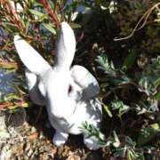 ヒメ日記 2025/12/29 14:46 投稿 あつこ ギン妻パラダイス 堺東店