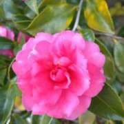 ヒメ日記 2025/12/30 13:10 投稿 あつこ ギン妻パラダイス 堺東店