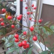 ヒメ日記 2025/12/31 10:06 投稿 あつこ ギン妻パラダイス 堺東店