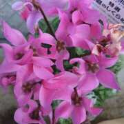 ヒメ日記 2025/12/31 15:21 投稿 あつこ ギン妻パラダイス 堺東店