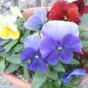 ヒメ日記 2026/01/01 12:11 投稿 あつこ ギン妻パラダイス 堺東店