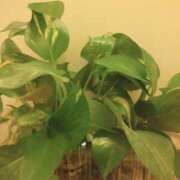 ヒメ日記 2026/01/02 11:27 投稿 あつこ ギン妻パラダイス 堺東店