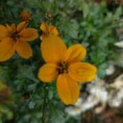 ヒメ日記 2026/01/02 12:22 投稿 あつこ ギン妻パラダイス 堺東店