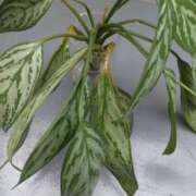 ヒメ日記 2026/01/04 12:34 投稿 あつこ ギン妻パラダイス 堺東店