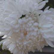 ヒメ日記 2026/01/04 12:39 投稿 あつこ ギン妻パラダイス 堺東店