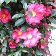 ヒメ日記 2026/01/04 15:31 投稿 あつこ ギン妻パラダイス 堺東店