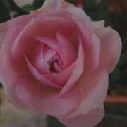 ヒメ日記 2026/01/04 15:36 投稿 あつこ ギン妻パラダイス 堺東店