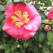 ヒメ日記 2026/03/21 17:16 投稿 あつこ ギン妻パラダイス 堺東店