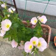 ヒメ日記 2026/04/29 11:59 投稿 あつこ ギン妻パラダイス 堺東店