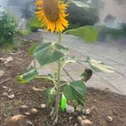 ヒメ日記 2025/08/10 12:16 投稿 浅神ふじの 五反田発 痴漢電車or全裸入室