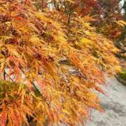 ヒメ日記 2025/11/30 16:07 投稿 浅神ふじの 五反田発 痴漢電車or全裸入室