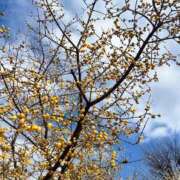 ヒメ日記 2026/02/20 07:35 投稿 浅神ふじの 五反田発 痴漢電車or全裸入室