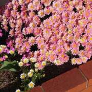 ヒメ日記 2025/04/24 17:07 投稿 しおり アバンチュール（難波）